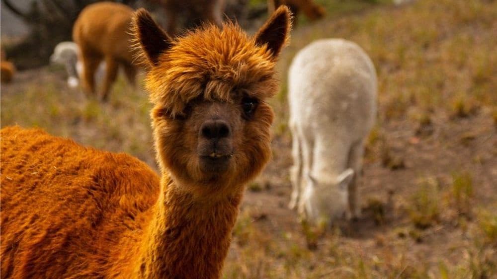 Portrait d'alpaga