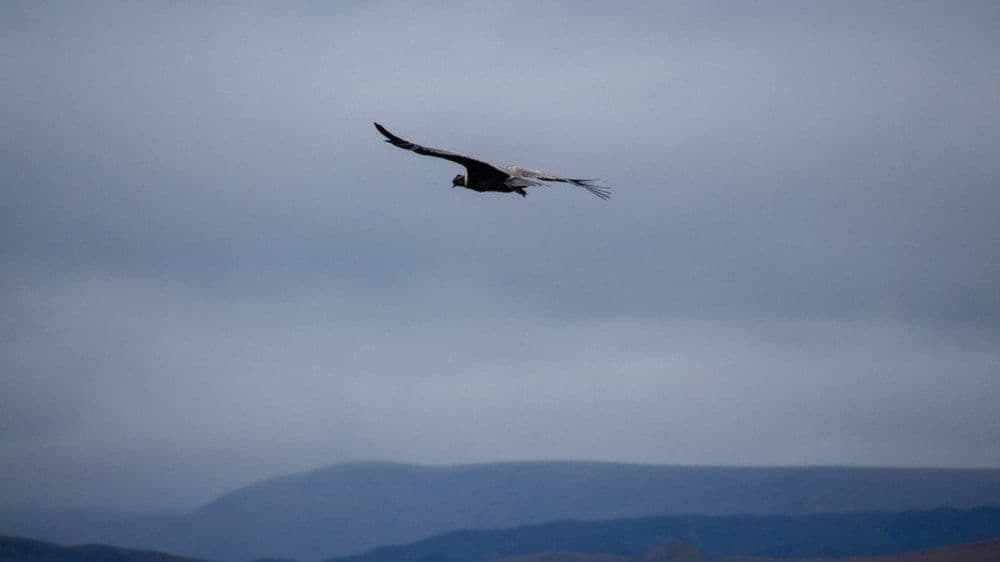 Un condor des Andes près du volcan Ruminahui.