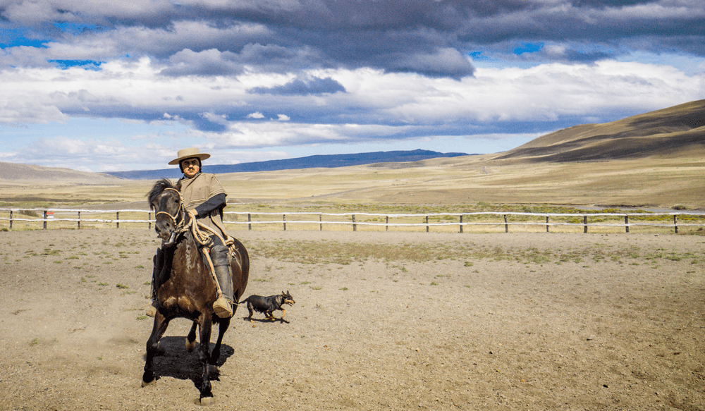 horse-patagonia
