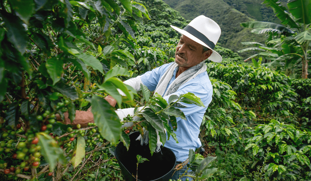 Café colombien