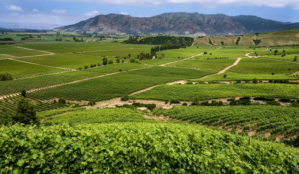 vallee Colchagua