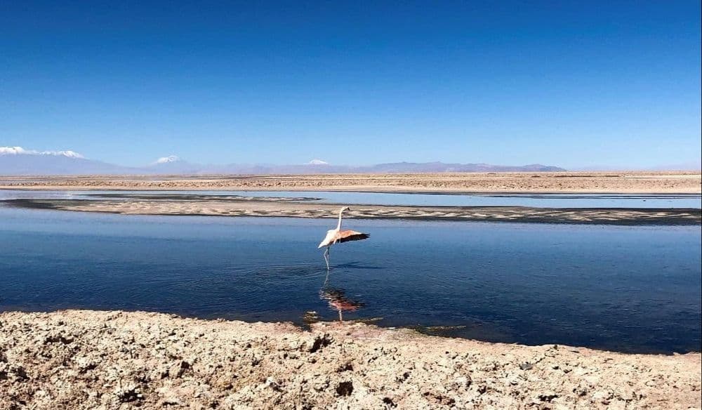 Laguna-chaxa