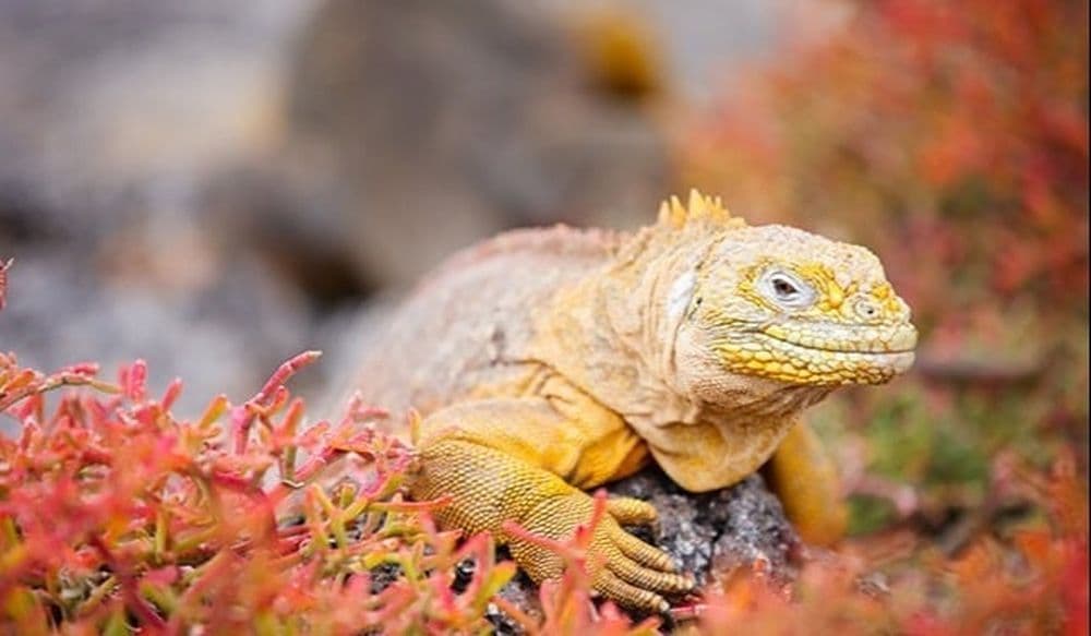 galapagos-iguane-terrestre