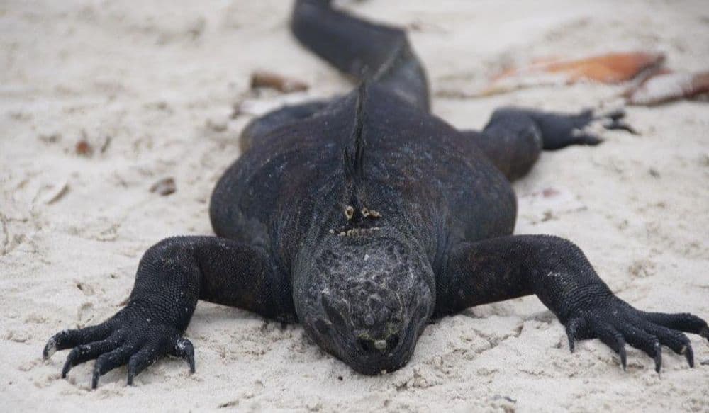 galapagos-iguane-marin