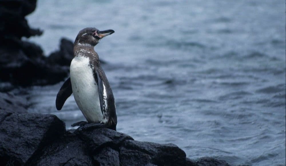 galapagos-manchot