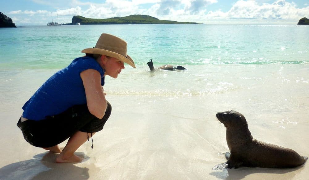 galapagos-otaries