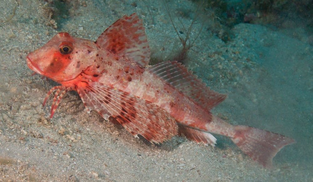 poisson-triglidae-galapagos