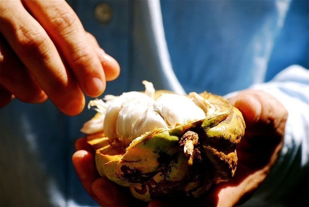 cacao ouvert