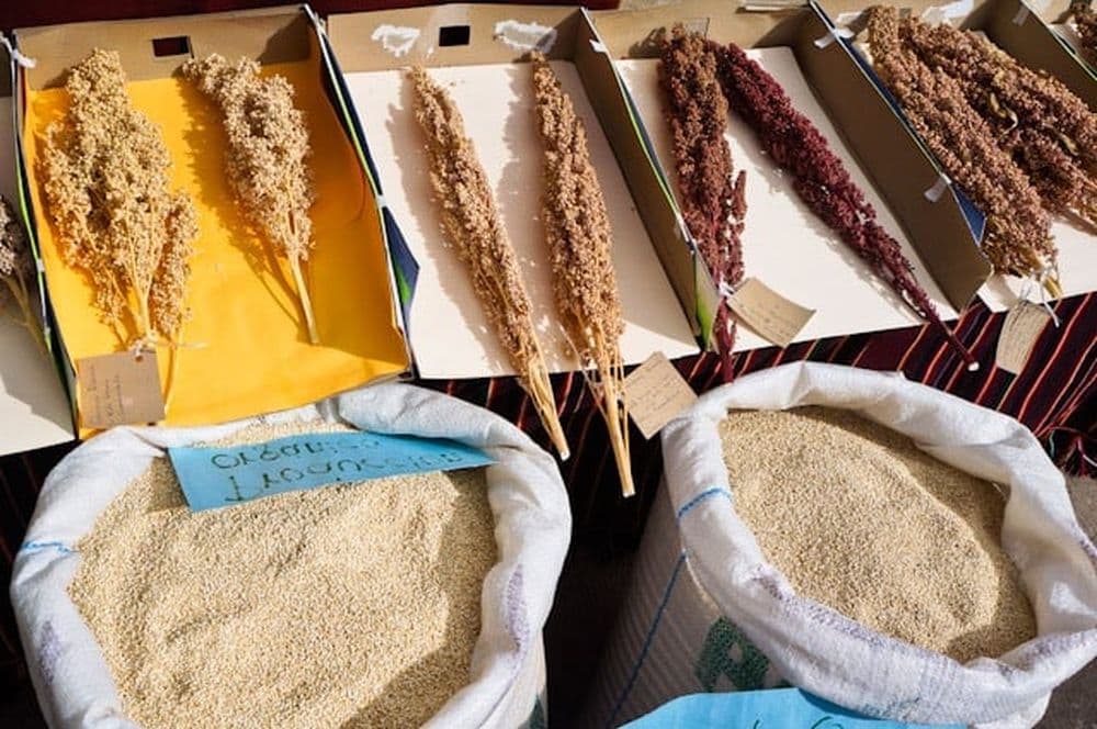 variétés de quinoa