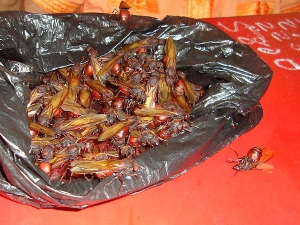 Hormigas Culonas