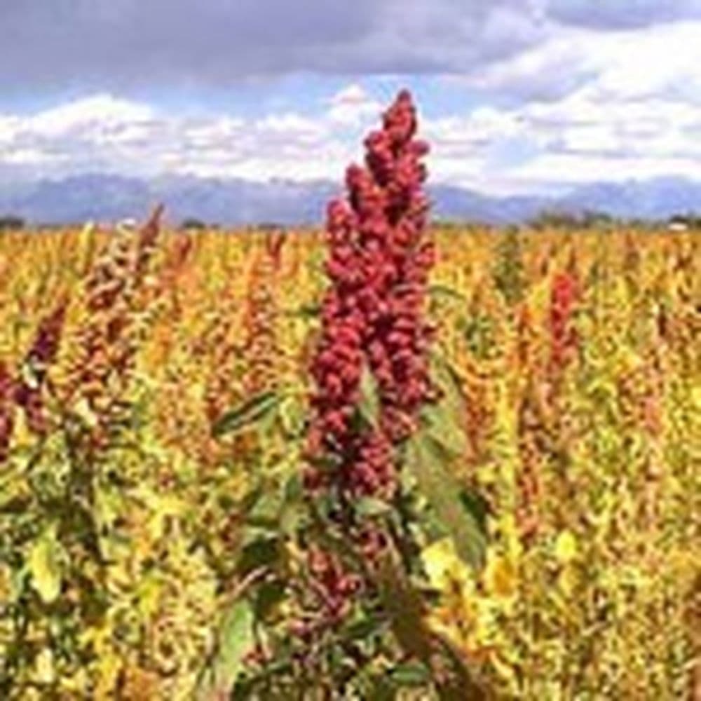 quinoa