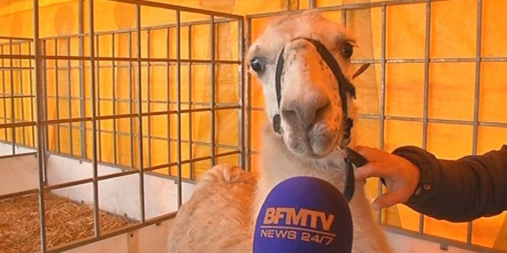 Serge le lama sur bfm