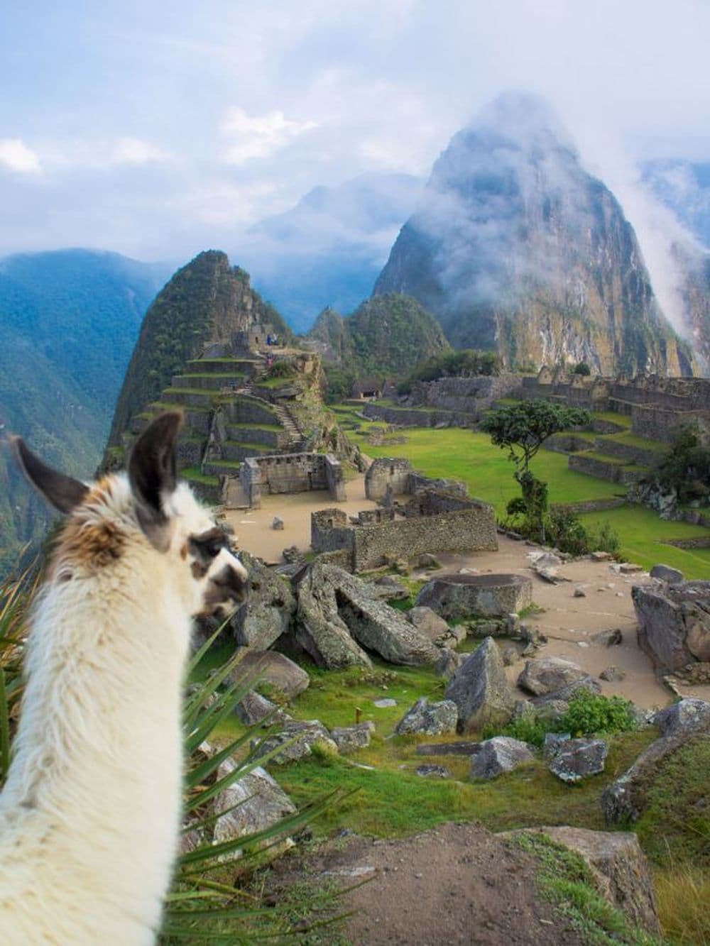lama 2
