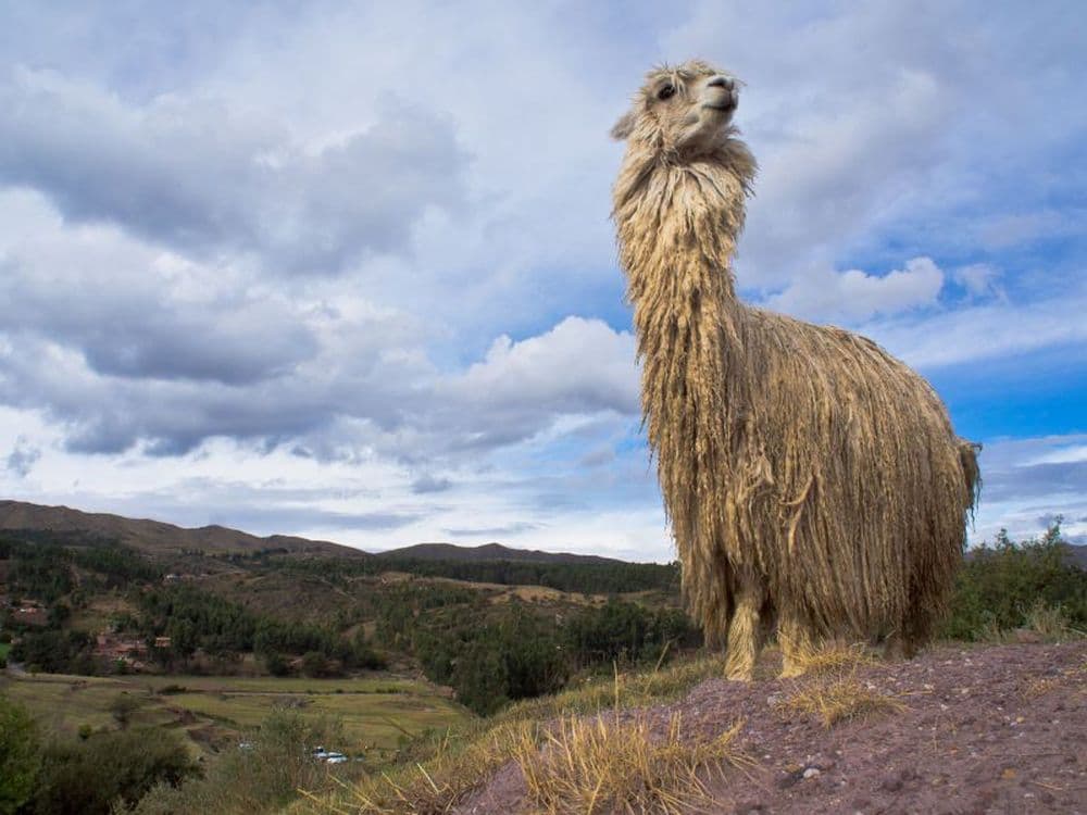 lama Cusco