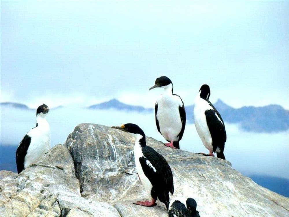 Que voir en Patagonie ? Île Magdallena