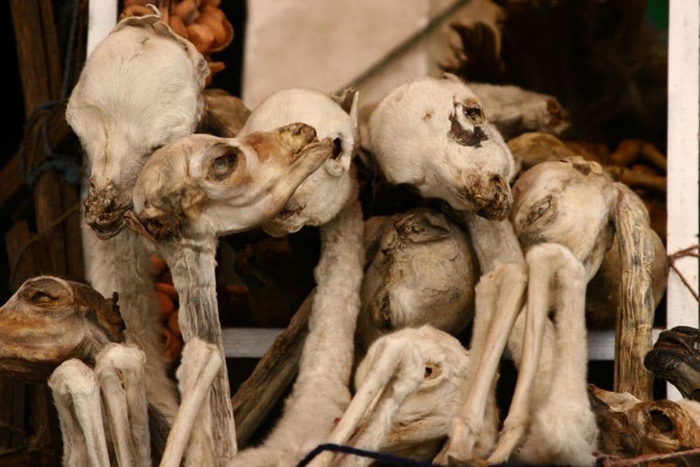 foetus de lama