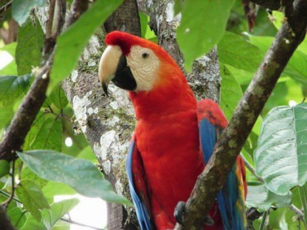 forêt amazonienne au Pérou