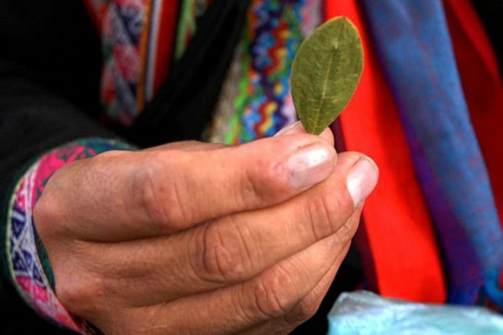 Feuille de coca
