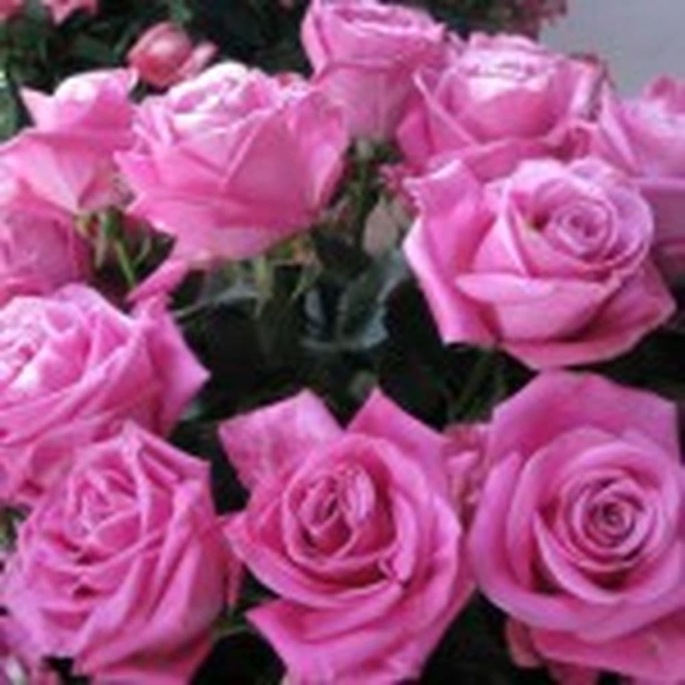 rosas2-150x150