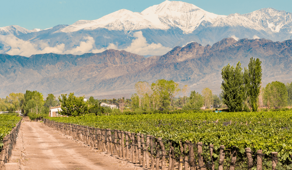mendoza-argentine-vignoble