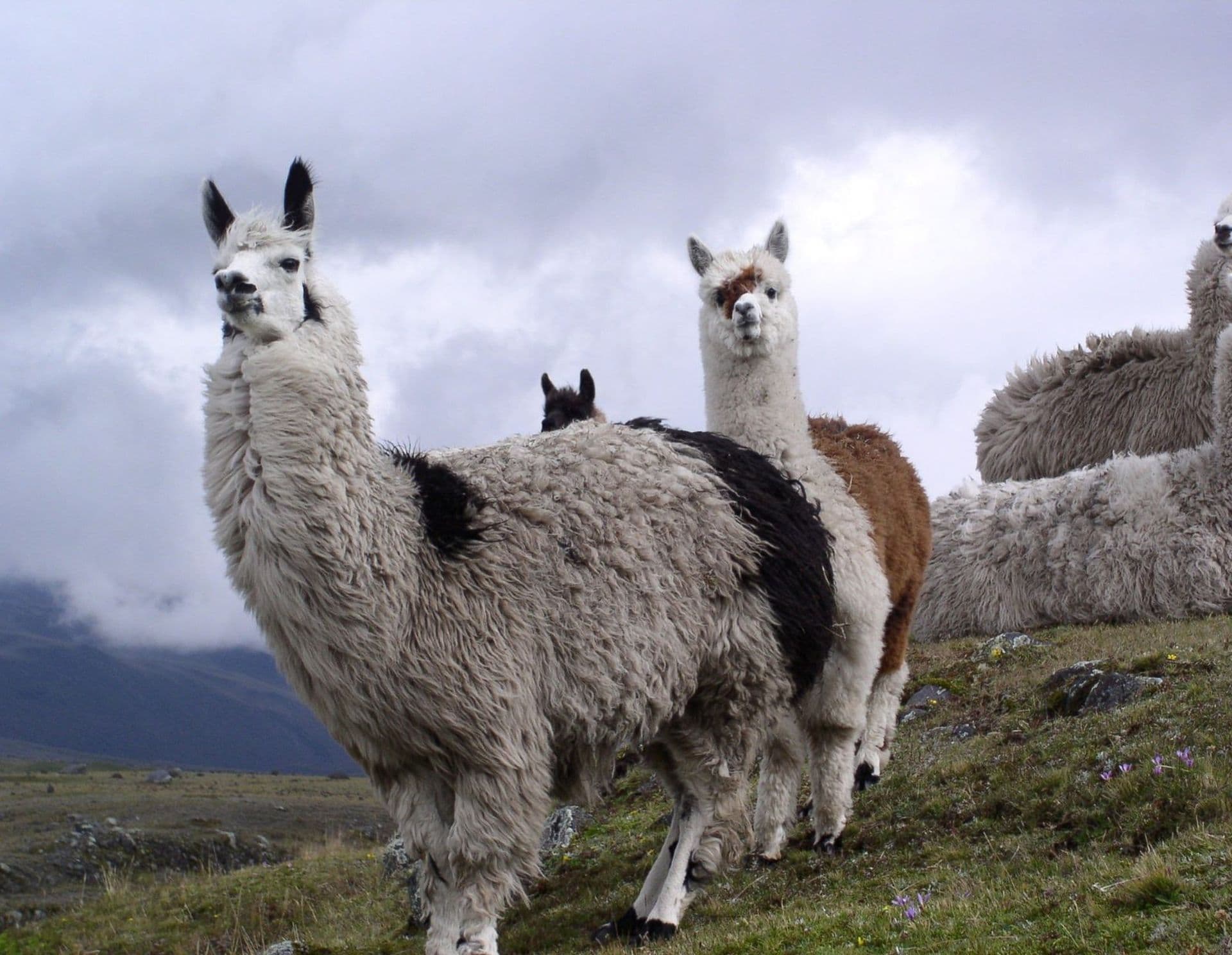 Différences entre lama, alpaga, guanaco et vigogne