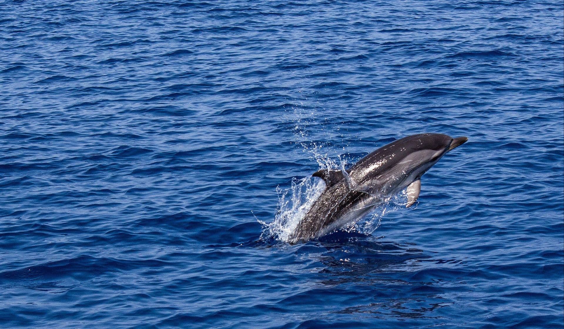 Les 10 habitants les plus fascinants des Galapagos