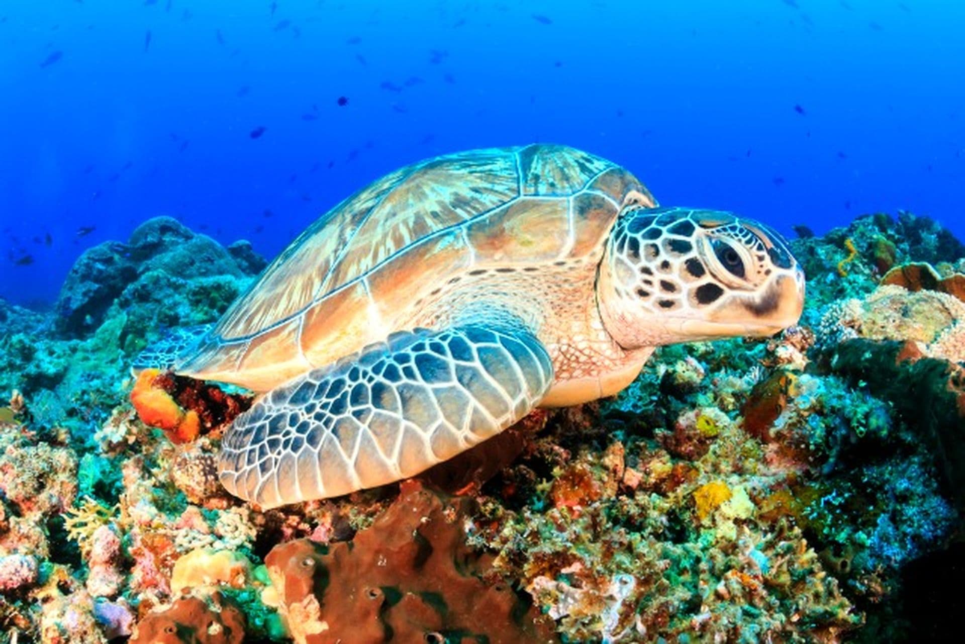 La ponte des tortues de mer en Colombie