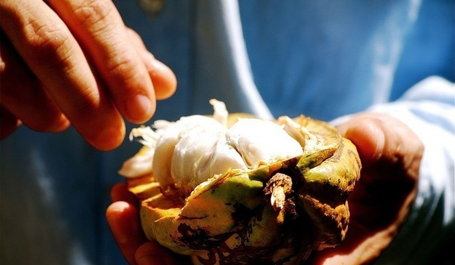 7 aliments sud-américains pour garder la ligne