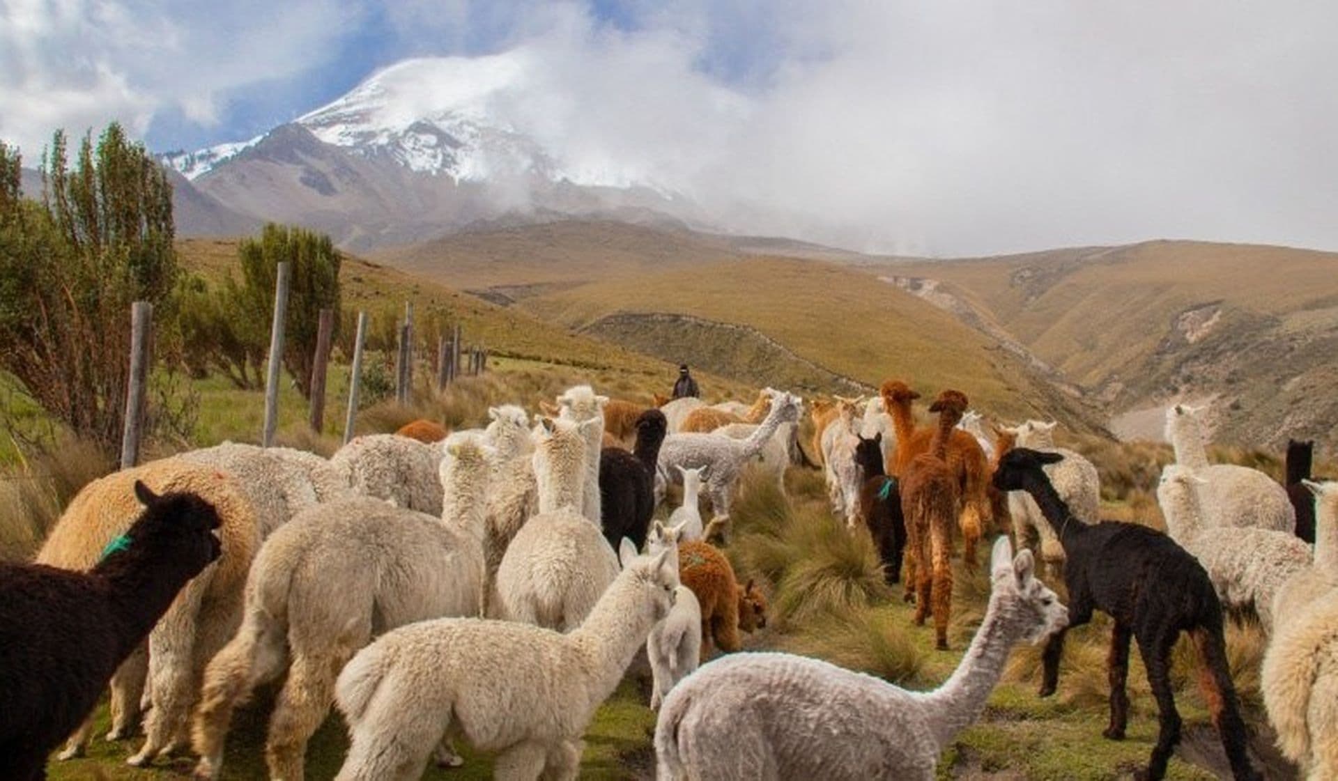 Comment les alpagas ont sauvé l'environnement en Equateur