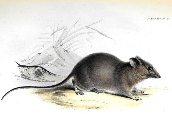 Galapagos Rice Rat