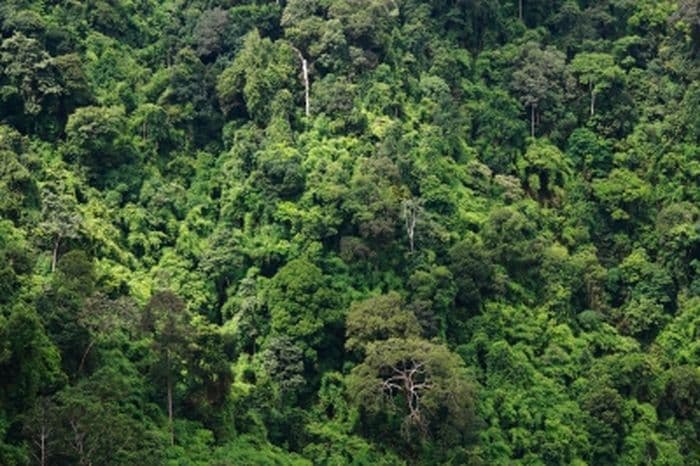 The density of the Amazon rainforest