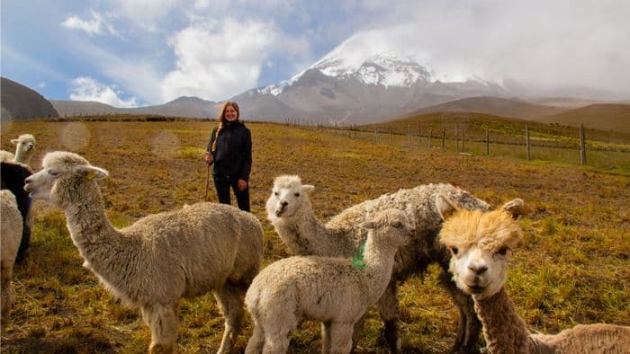 Mit Alpakaherde auf über 3.800m in der Schutzzone vor dem Chimborazo: Ein Bild, das so noch vor 20 Jahren nicht entstanden wäre. 