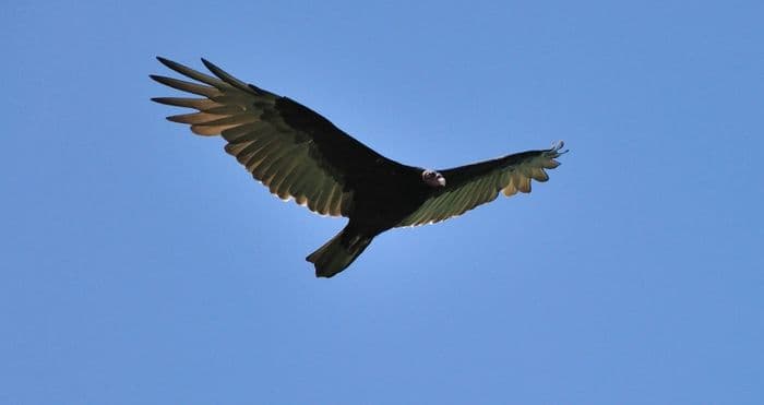 Diesen Kondor haben Viventura Reisende im Colca Canyon bei Arequipa entdeckt! 