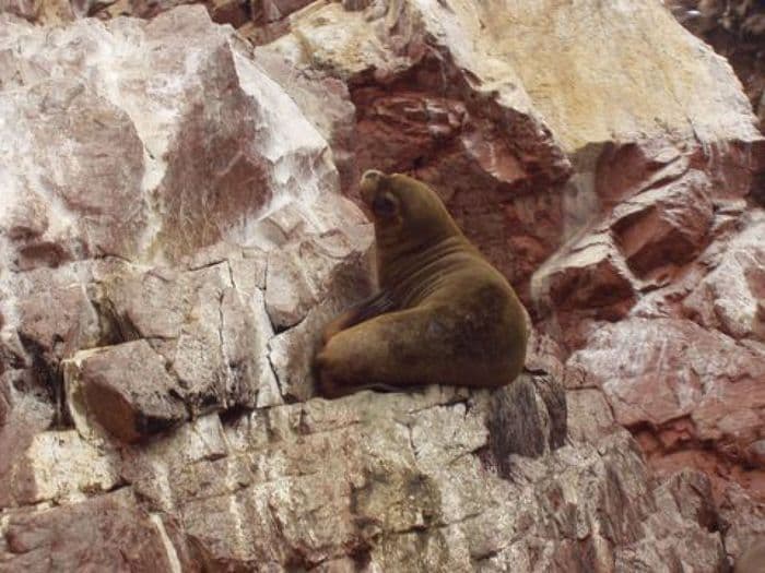 Seelöwen auf den  Ballestas Inseln/Paracas