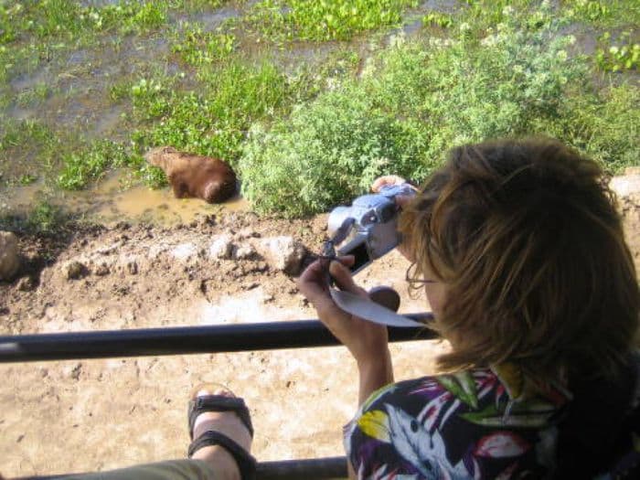 Sandra fotografiert ein Wasserschwein