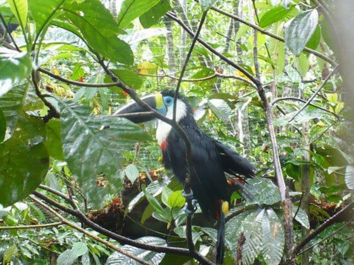 Glücklicher Vogel
