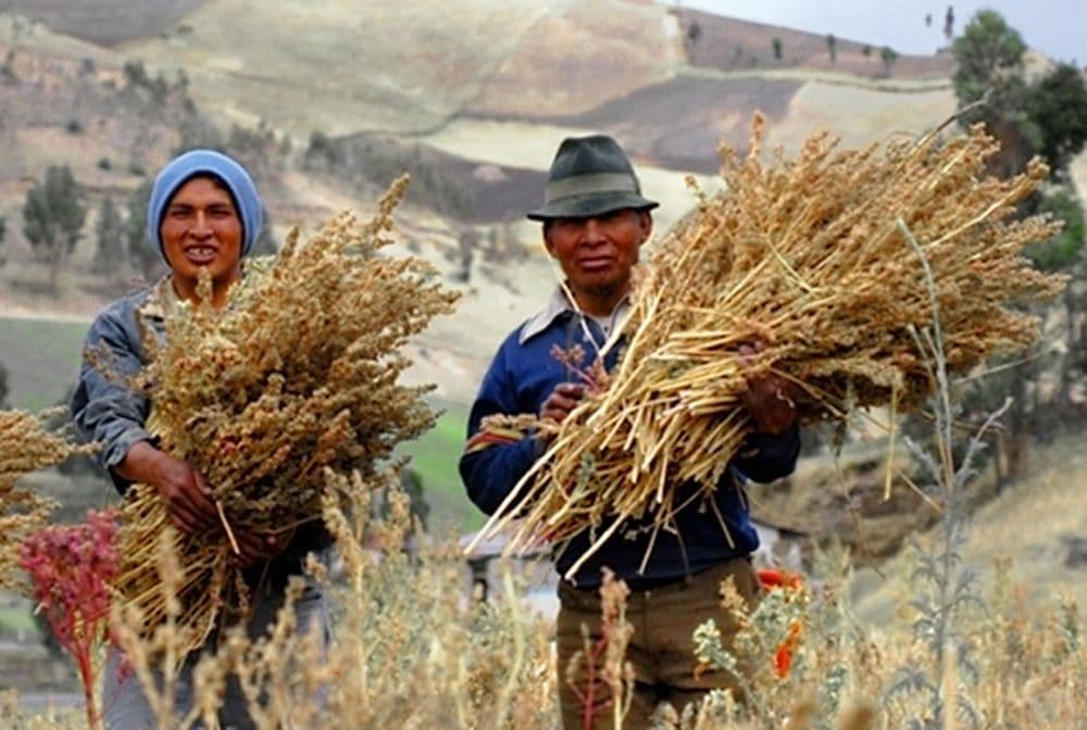 culture du quinoa en Equateur
