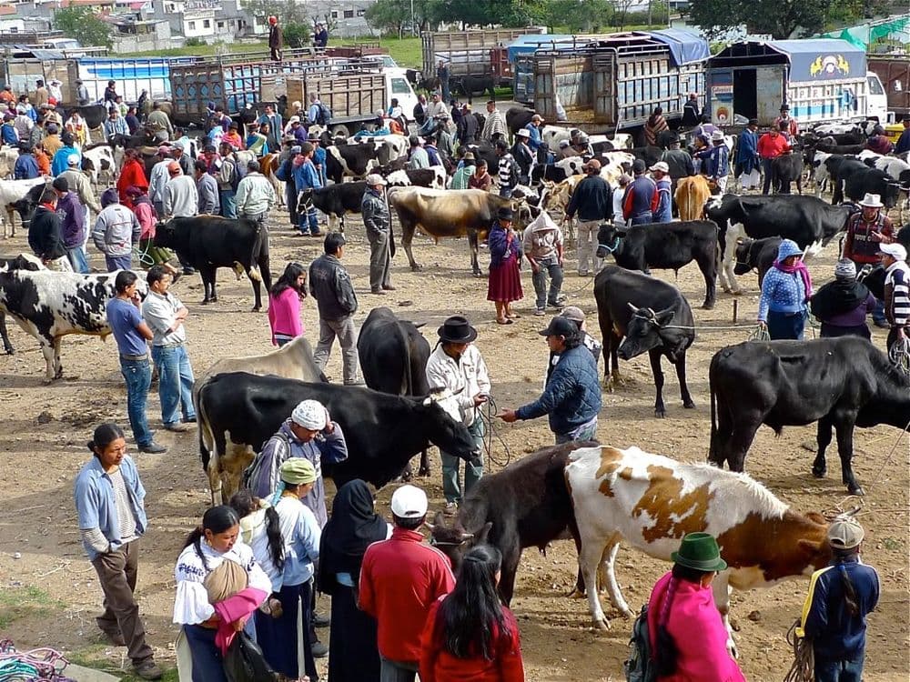 Marché aux bovins d'Otovalo