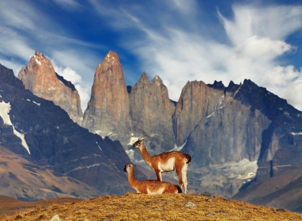 Le guanaco est roi ici