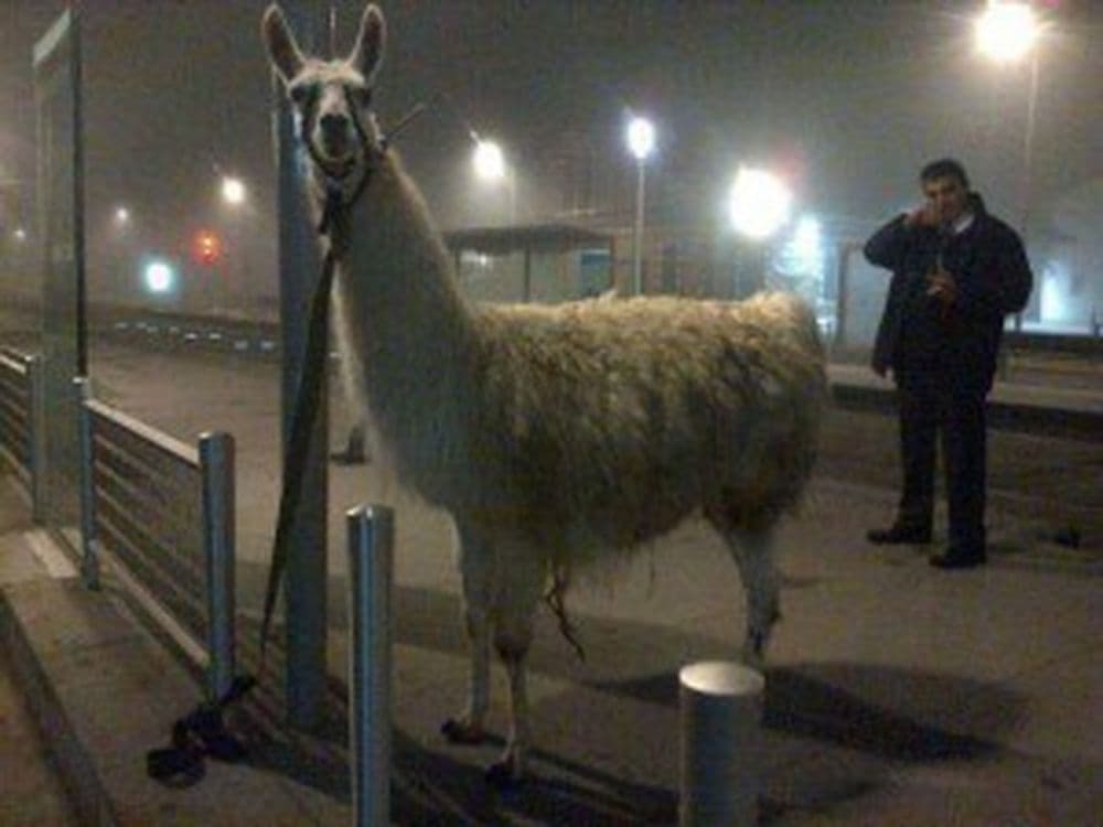 serge le lama bordelais