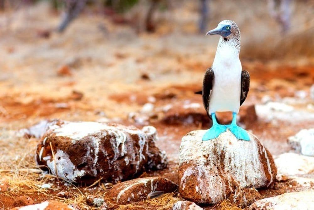 shutterstock_blue footed booby seymour north PM.jpg