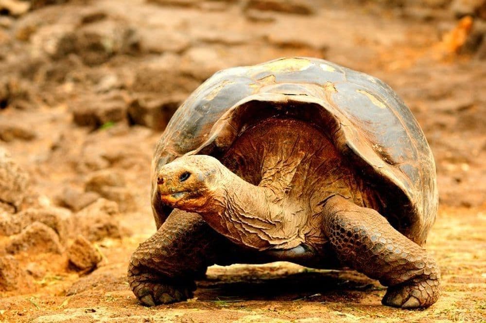 shutterstock_tortuegeante PM.jpg