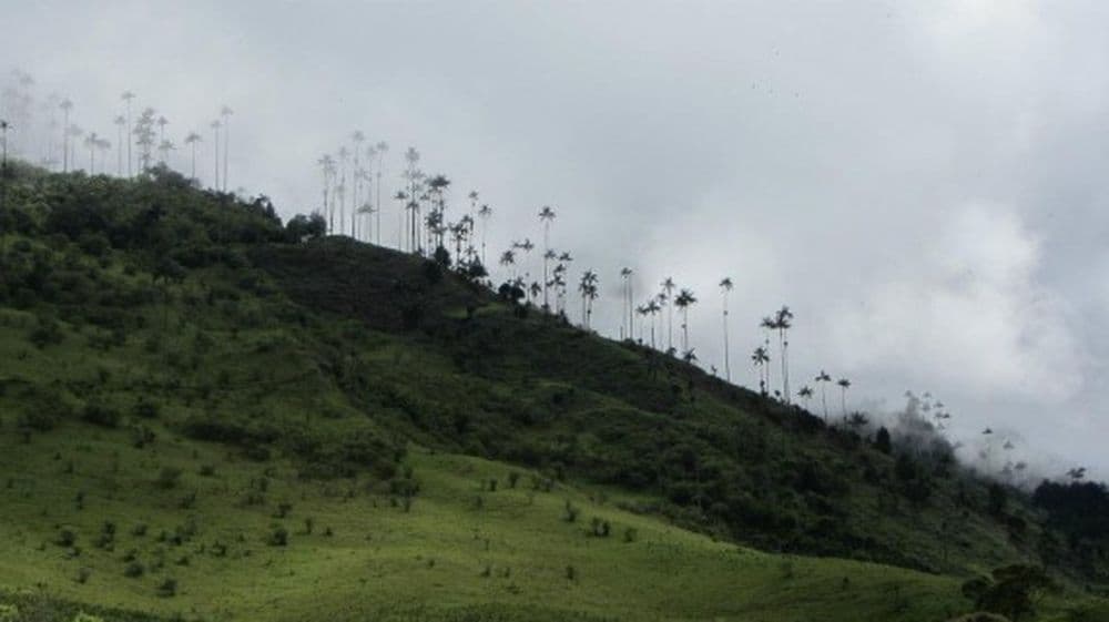 valle del cocora