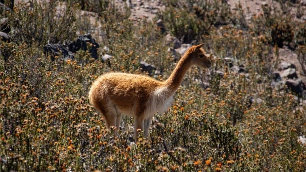 Une vigogne parmi les plantes de Chuquiragua au volcan Chimborazo.