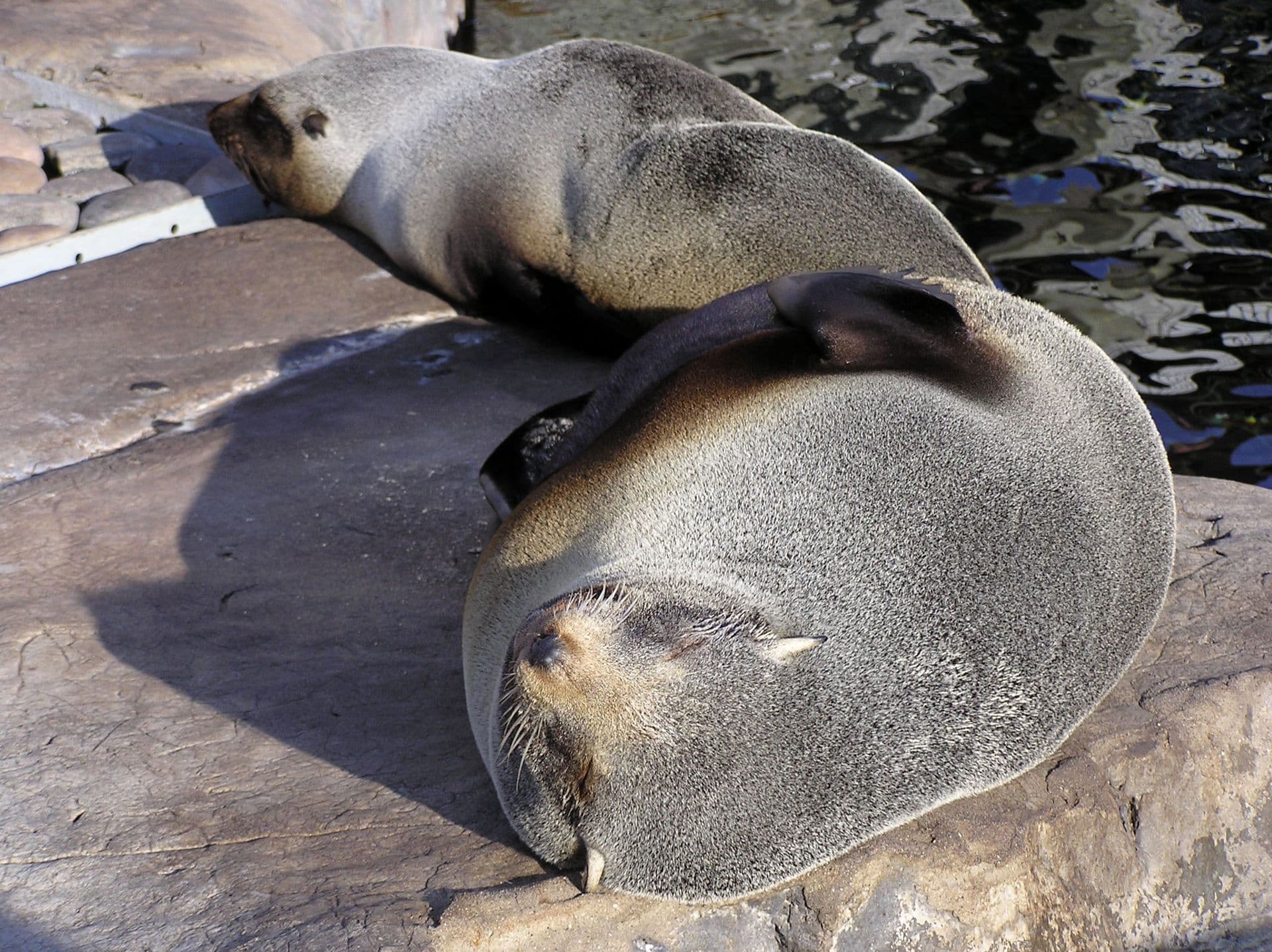 South American Fur Seal