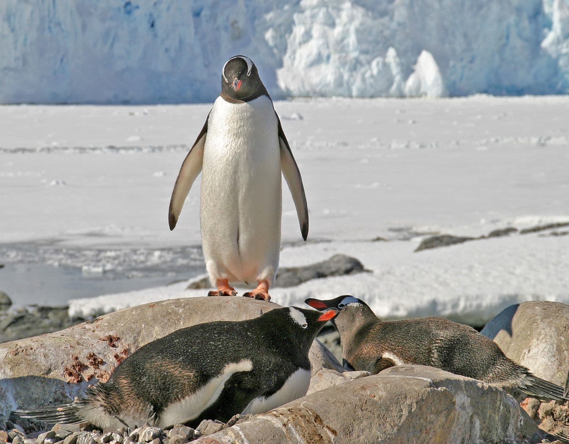 gentoo penguin