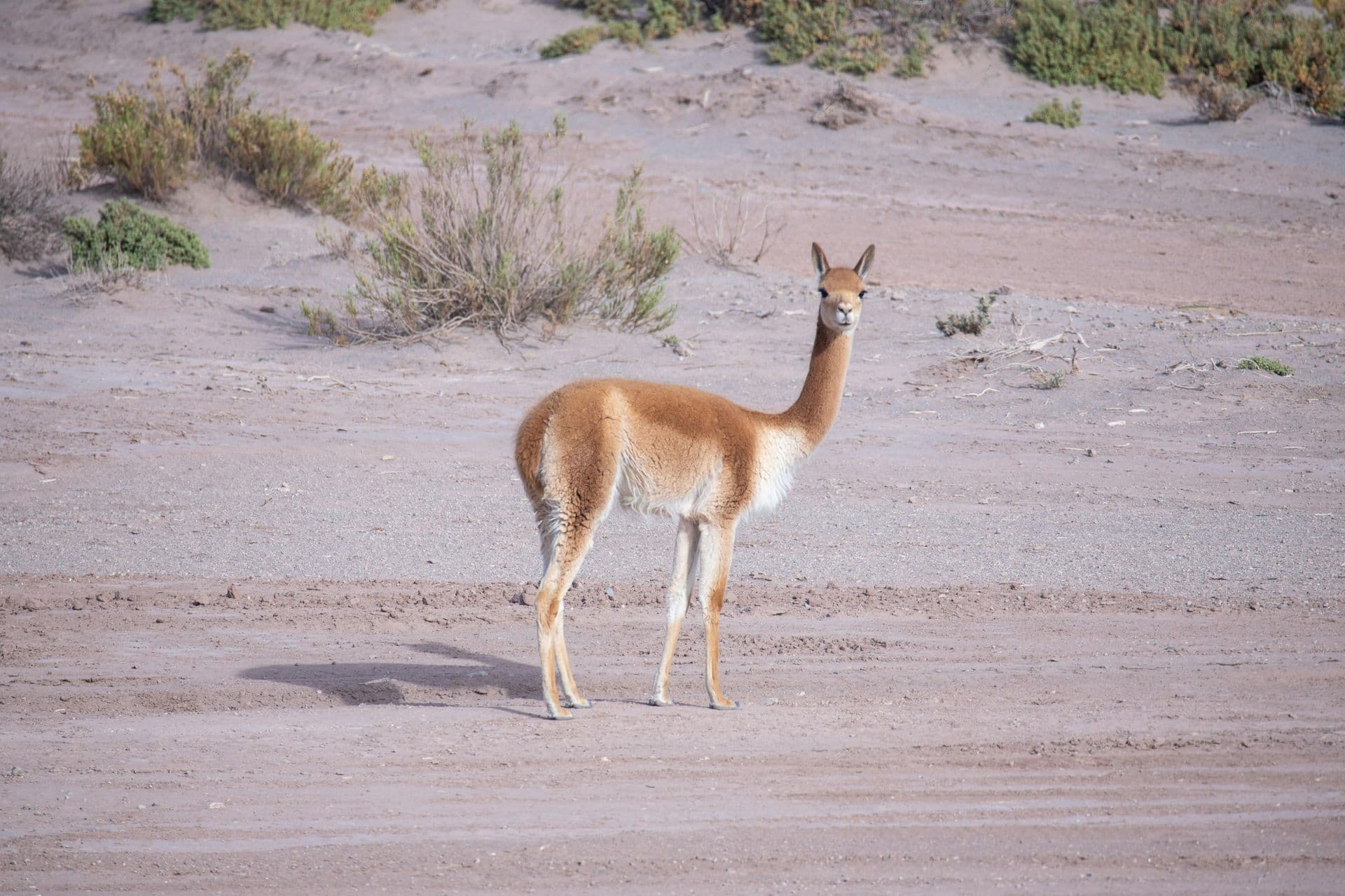Vicuña