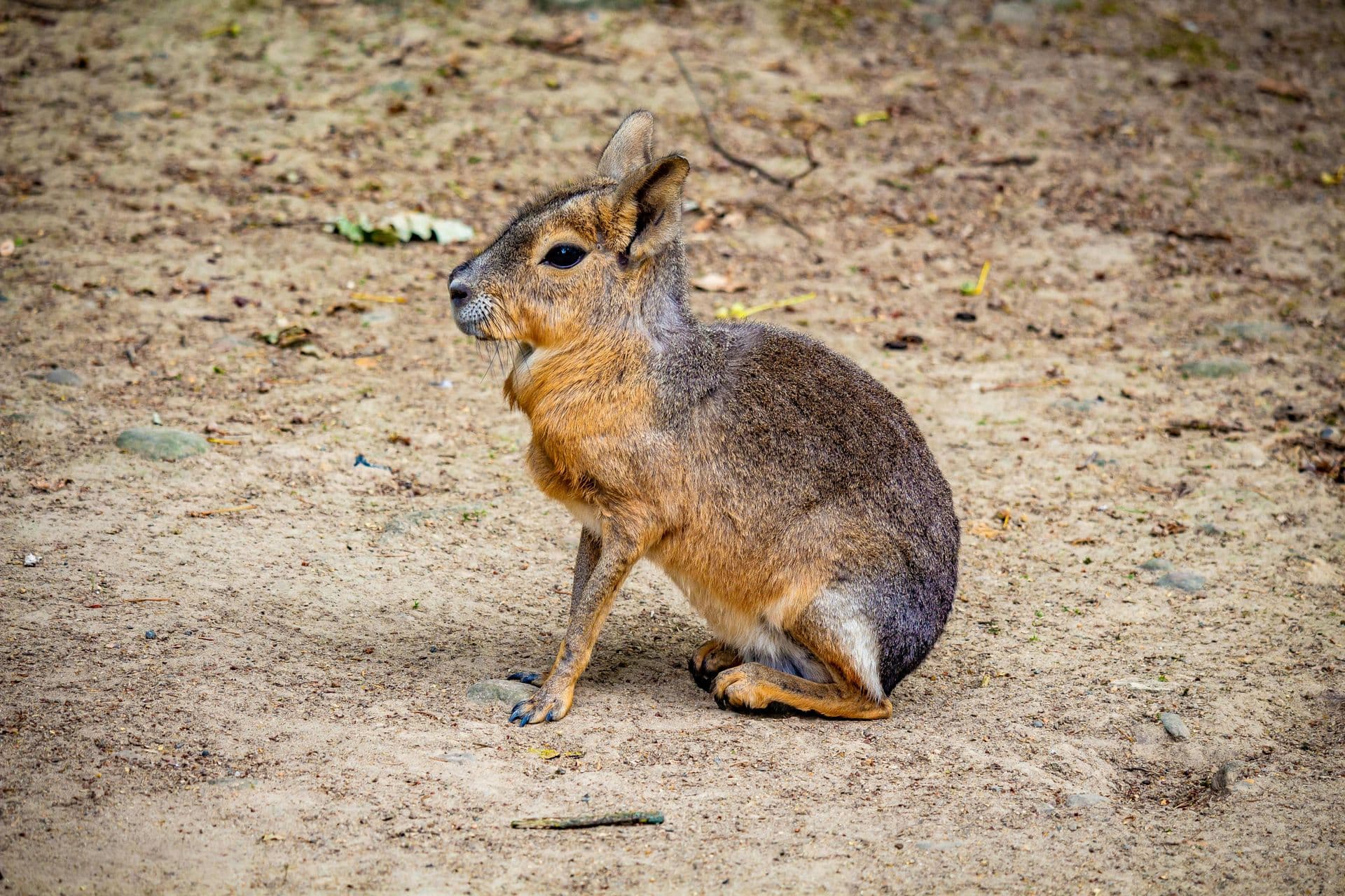 Mara (Patagonian Cavy)