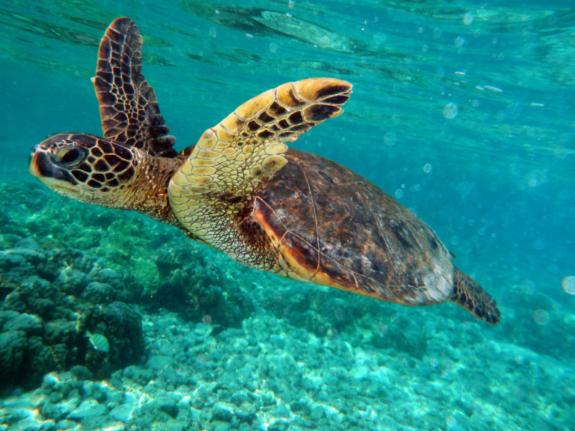 Voyage Galápagos