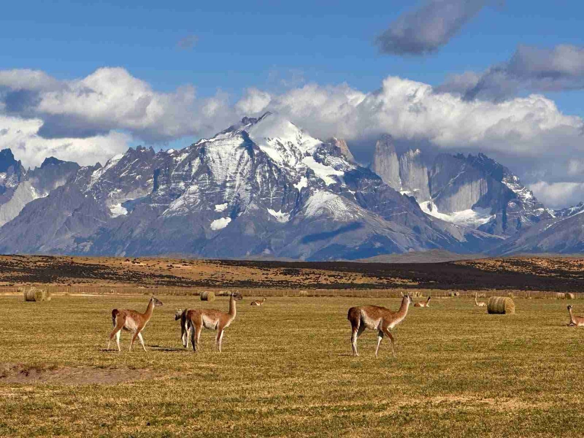 Excursión à Torres del Paine